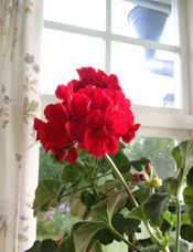 Odoo CMS - a big picture