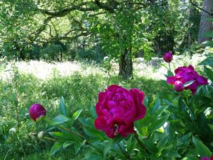 Odoo CMS - a big picture