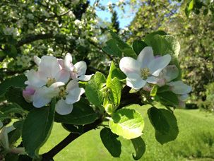 Odoo CMS - a big picture