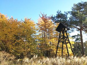 Odoo CMS - a big picture